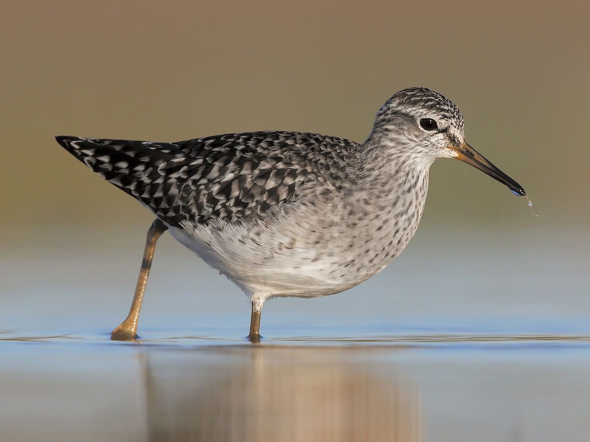 Wood Sandpiper